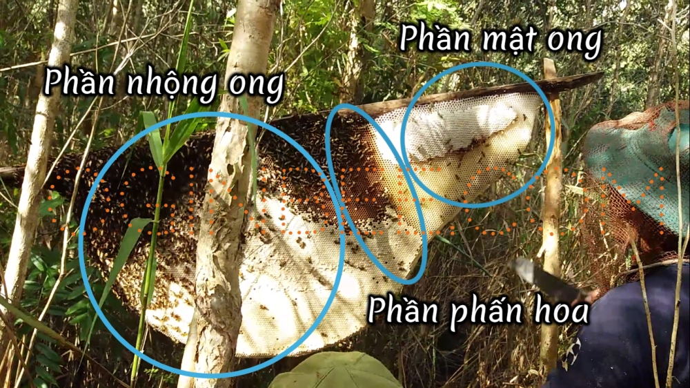 Mật ong rừng U Minh